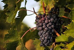 Red grapes on the vine